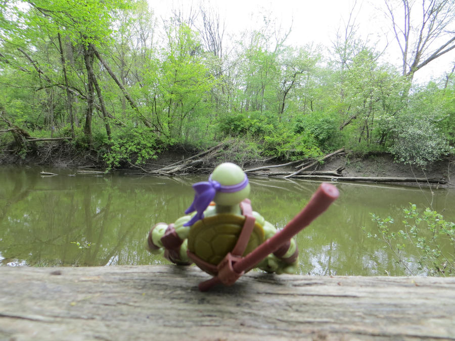 Turtles in the Woods - Image 2