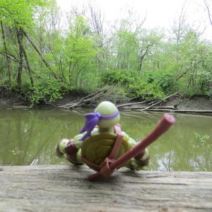 Turtles in the Woods