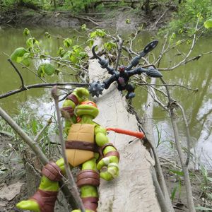 Turtles in the Woods