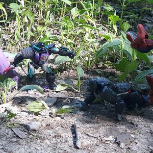 Beast Wars