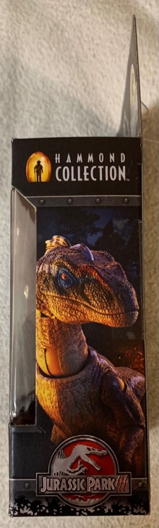 Velociraptor - Image 6
