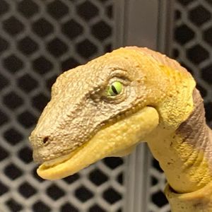 Velociraptor