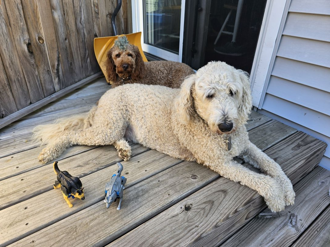 K-9 - Image 9