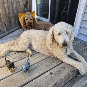 K-9