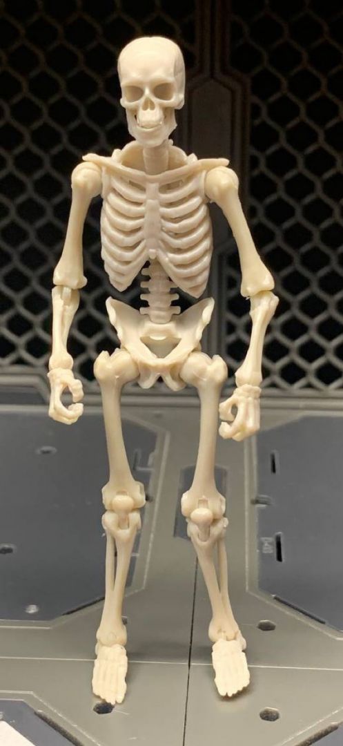 Blank Skeleton (Bone White) - Image 1