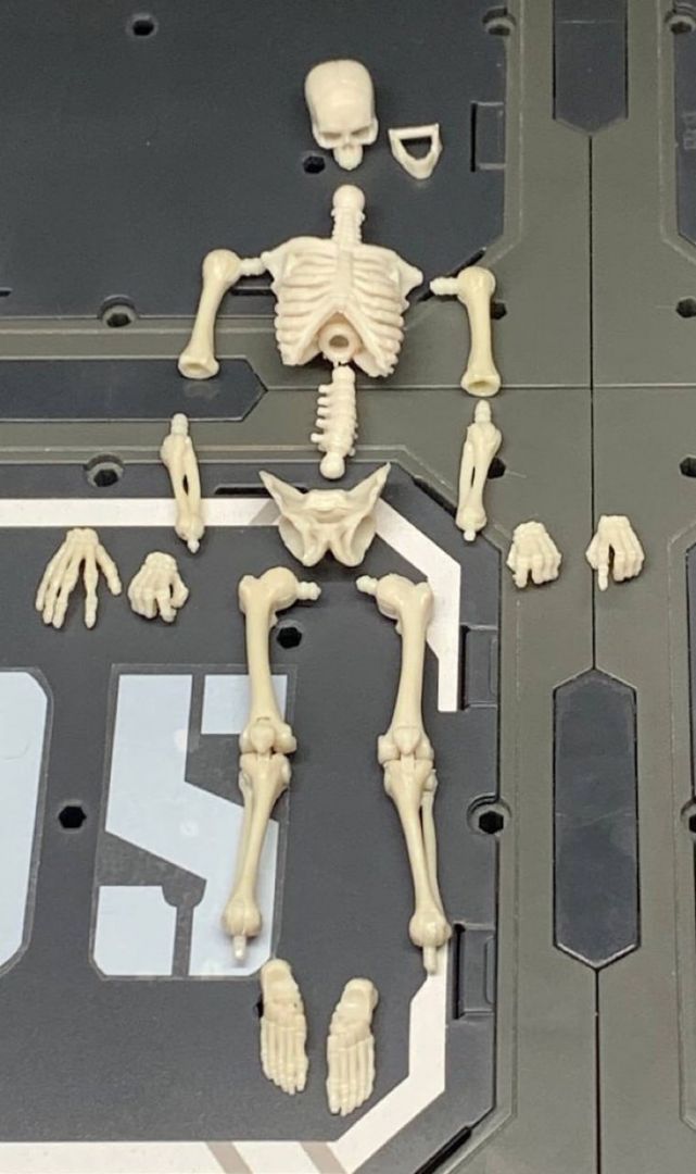 Blank Skeleton (Bone White) - Image 6